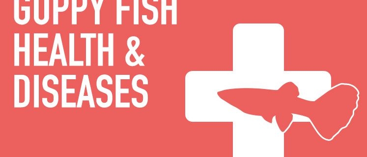 آشنایی با بهداشت و بازرس ماهی