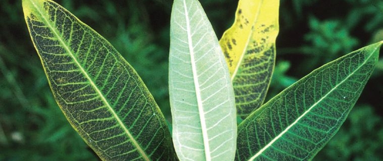 اثرات آلاینده های اتمسفری بر گیاهان