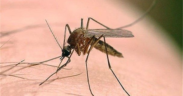 بیماری های ناشی از پشه خاکی و روش های مبارزه و کنترل