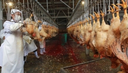 بهداشت، بازرسی و کنترل کیفی مرغ در کشتارگاه