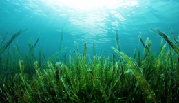 جلبک های مضر دریایی