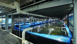 بررسی تاثیر آهک پاشی در کیفیت آب استخرهای پرورشی