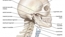 دانلود کتاب آناتومی بالینی سر و گردن