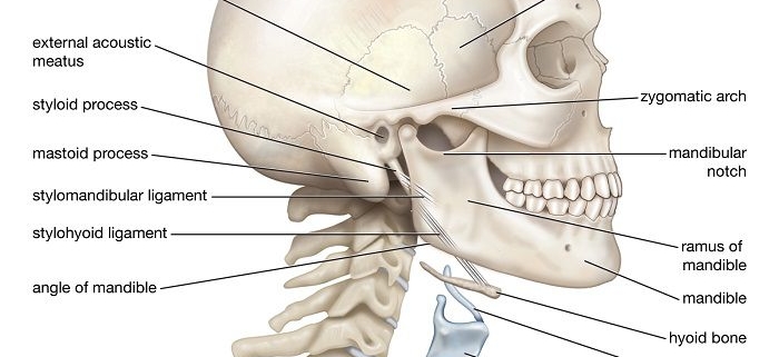 دانلود کتاب آناتومی بالینی سر و گردن