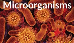 طبقه بندی متابولیکی میکروارگانیسم ها