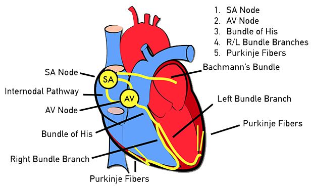 سیستم هدایتی قلب