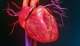فیزیولوژی طبیعی سیستم قلب و عروق