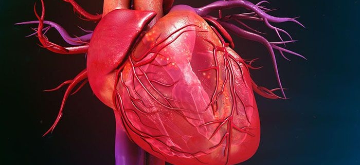 فیزیولوژی طبیعی سیستم قلب و عروق