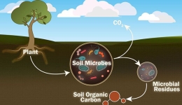 نقش میکروارگانیسم ها در چرخه عناصر مهم در محیط زیست