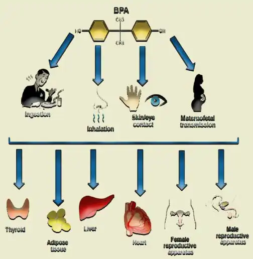 نحوه تاثیر BPA در بدن انسان