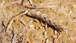 اثرات درک شده از خشکسالی بر امنیت غذایی خانوار در جنوب غربی اوگاندا